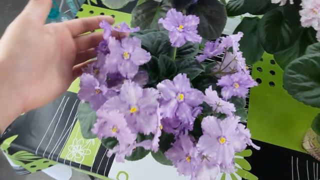 Самые КРАСИВЫЕ цветущие фиалки. Шапочно цветущие фиалки, обзор 7 сортов из моей коллекции