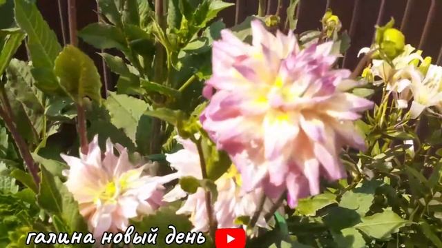 Обзор моих цветов в июле.Цветут королевские пеларгонии.?