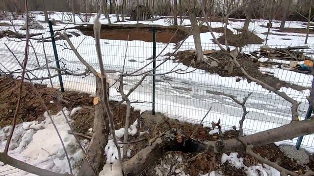 Формировка старой яблони после омолаживающей обрезки смотреть онлайн