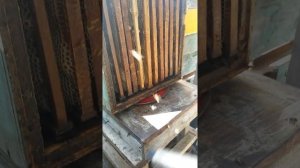 Выдувание пчел воздуходувкой Bort BSS 600R из руттовского корпуса