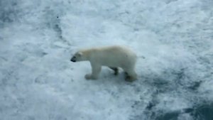 Белые медведи