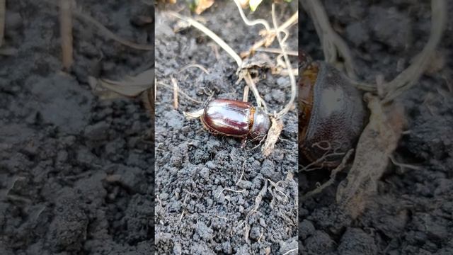 Осенний жук, самка жука носорога . смотреть онлайн