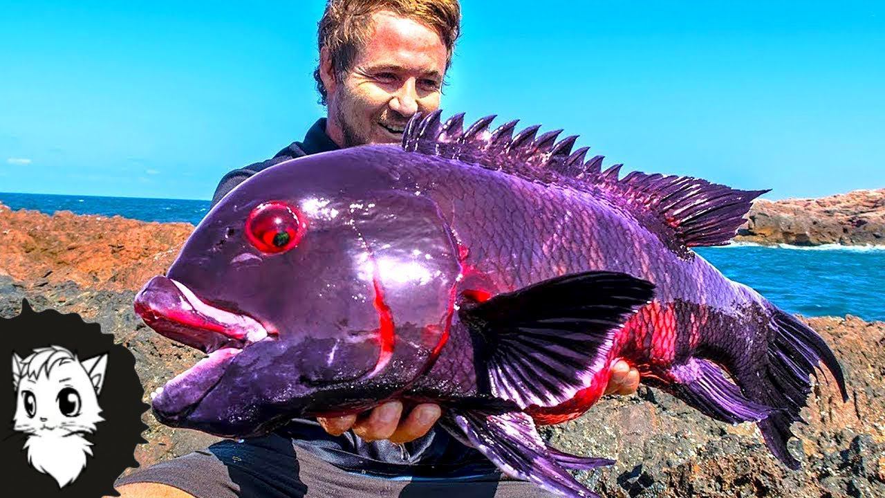 ЕСЛИ БЫ ЭТУ РЫБУ НЕ СНЯЛИ, НИКТО БЫ НЕ ПОВЕРИЛ ЧТО ОНА СУЩЕСТВУЕТ [Белый кот] смотреть онлайн