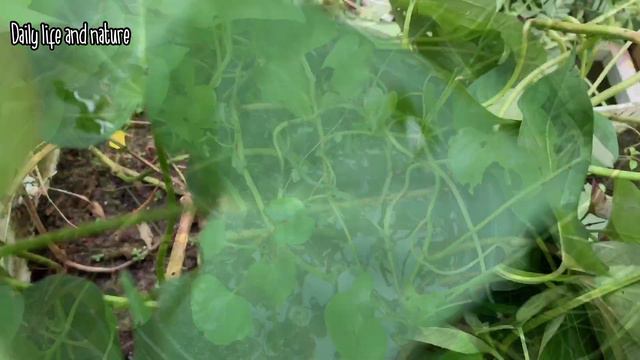 Tips To Grow Sweet Potatoes in Pot at Home-How To Grow Sweet Potato in Container