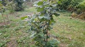 Фундук  Косфорд  -  сигнальные орешки 2021