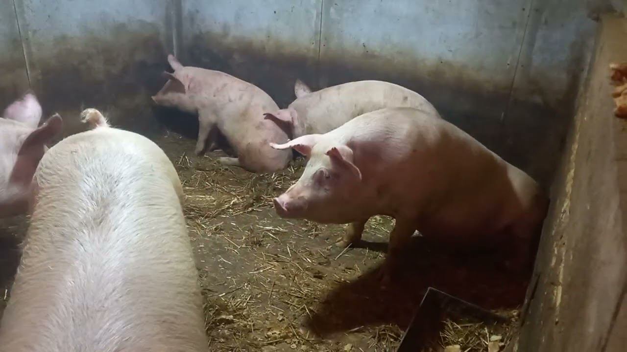 ПОМОГИТЕ!!! смотреть онлайн