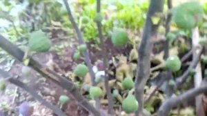 Второй урожай инжира,средняя полоса