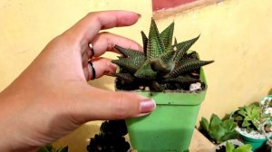 Koleksi Sukulen Haworthia