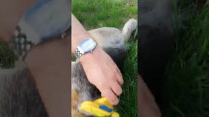 Что лучше, фурминатор или обычная пуходерка?