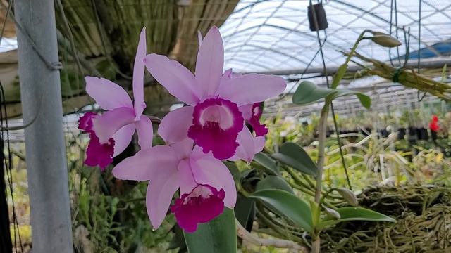 Cattleya intermedia var. Orata Rio смотреть онлайн