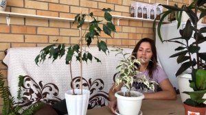 ФИКУСЫ МОЯ КОЛЛЕКЦИЯ ОБЗОР И УХОД