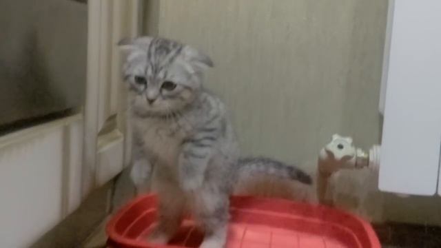 Кот Семён ! смотреть онлайн