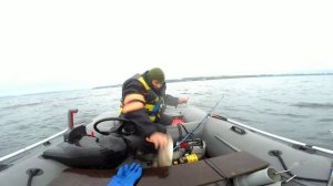 ТРЕСКА. РЫБАЛКА. БАРЕНЦЕВО МОРЕ. УРА-ГУБА. "The first exit in the sea of Ur - lip 2020.".