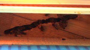 Колодное пчеловодство. Часть 7. Почему исчезают пчелы. ПРП Счастливое, Молдова.