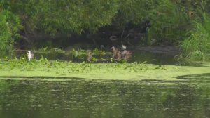 Подмосковье, река Пахра, Рыбалка на поплавочную удочку. Fishing angeln la pesca câu cá