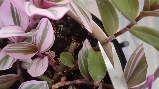 Традесканция Нанук (Tradescantia Nanouk) - затмевающее красочное растение смотреть онлайн