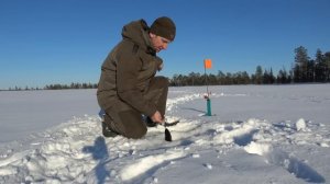 БРАКОНЬЕРЫ И ХАПУГИ ХОДЯТ ПО ПЯТАМ. В МАЛЕНЬКУЮ ВЕТХУЮ ИЗБУ С РЫБАЛКОЙ.