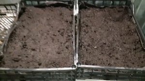 Малина Джоан Джей !!! +Размножение малины крапивкой!!! #малинаджоанджей #размножениемалины