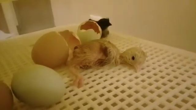 Инкубатор. Часть 5: Вылупился самый крупный цыпленок