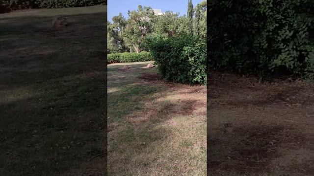 парк Эли Коэн. Хайфа. смотреть онлайн