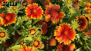 Cила семи слонов . Зачем вам эти статуэтки?