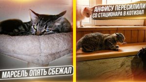 Анфису после операций и карантина пересилили в котизал. Марсель опять сбежал. Покупаем еду хвостикам