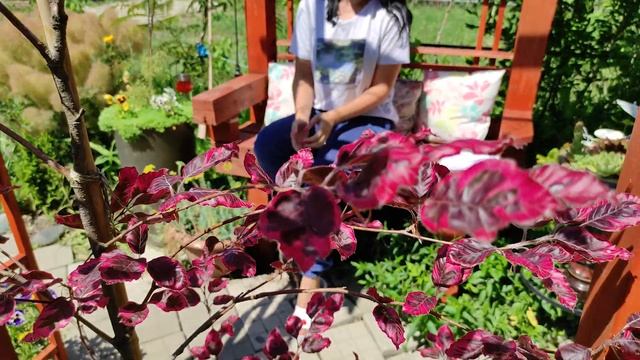 Добро пожаловать в мой сад! Я коллекционирую редкие растения создаю свой сад мечты!=) смотреть онлайн