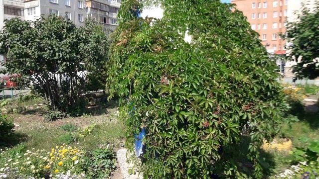 Красивые цветы