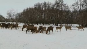 Экологическая тропа Лес1 (Ростовская область)