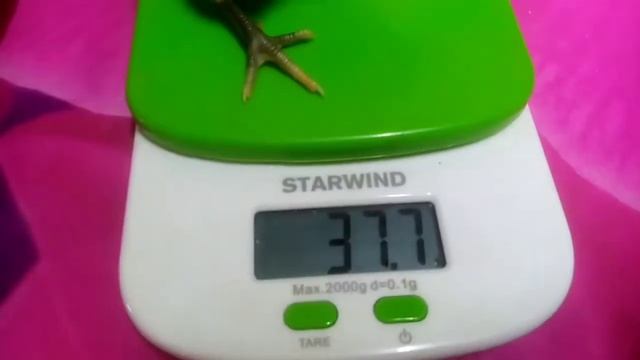 Вес цыплят в 5 дней смотреть онлайн