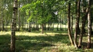 ПРИРОДА НА ТЕРРИТОРИИ ЗЕЛЕНОГО ГОРОДКА В КОСТИНО ПУШКИНО