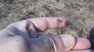 Клещ. Где сидит и как цепляется за человека. Acari. Where he sits and clings to a man.