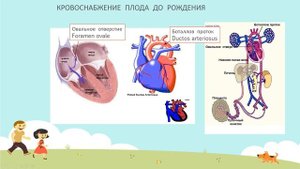 Кровоснабжение плода и новорожденного