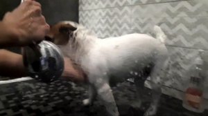 Как часто нужно мыть собаку. Как мы помыли Джека и что было потом