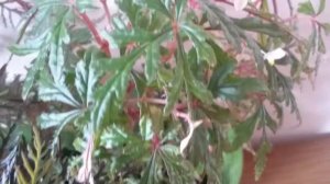 Begonia Bipinnatifida, begonia Poliolensis.