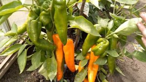Самый урожайный перец сезона 2022, Перец ПИККАДИЛИ, очень сладкий, вкусный и дает много плодов
