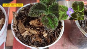 episcia import