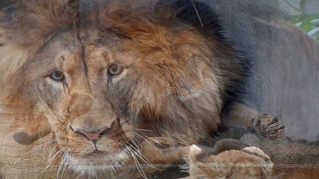 Львёнок укусил папашу за хвост, но то что произошло дальше не передать словами. Это надо видеть! смотреть онлайн