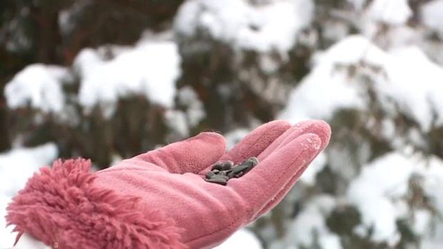 уДАЧное решение  Зимний посев аквилегии и дельфиниума