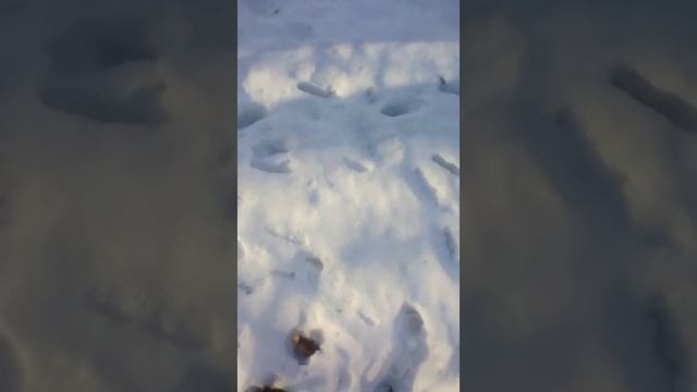 Прыгаю с дерева! Промочил все ноги насквозь!Я в деревне #5 смотреть онлайн