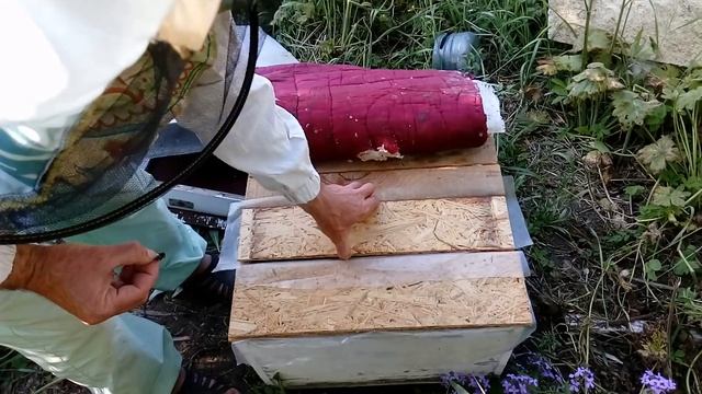 Сегодня на пасеке, 22 мая 2018 г. Роевую - на нуклеусы 2ч. смотреть онлайн