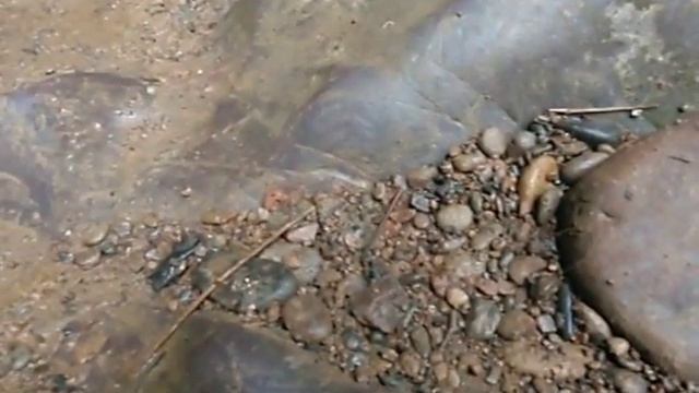 Пиявки в КаоСок - озеро ЧеоЛан ! смотреть онлайн