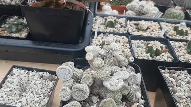 Опунция.Что за кактус?Сколько их у меня в коллекции?Cacteen.59