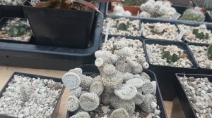 Опунция.Что за кактус?Сколько их у меня в коллекции?Cacteen.59