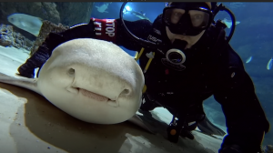 Зебровая акула по имени Фрося