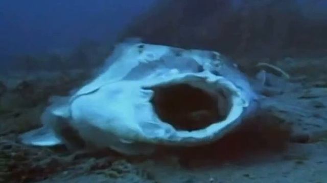 Морський ангел та акула бик_Educational movie is used on batrachos.com смотреть онлайн