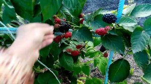Покраснели Первые Ягоды  Малины сорта "ПОКЛОН КАЗАКОВУ".  Малина ШИКАРНАЯ!!!????  4 сентября 2022г.