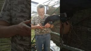 ворон черный Кара научился на руку садиться