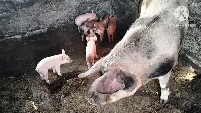 Крылышки как в Макдональдсе и картошка фри смотреть онлайн