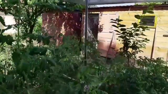 Ейск? Огородные работы. Напала чёрная тля. Собираем баклажаны.
